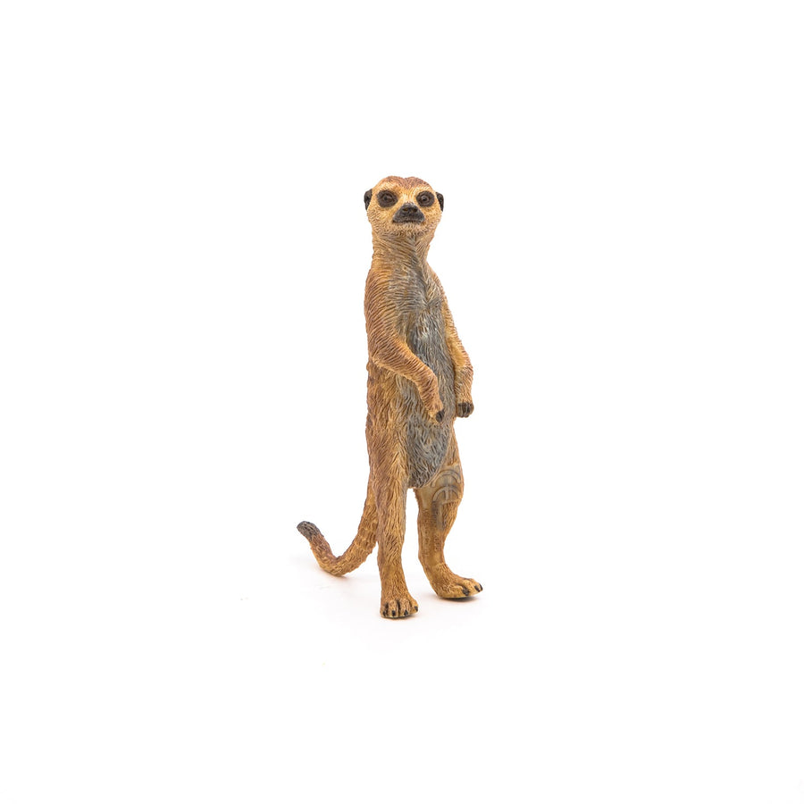 Suricate