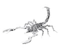 Scorpion