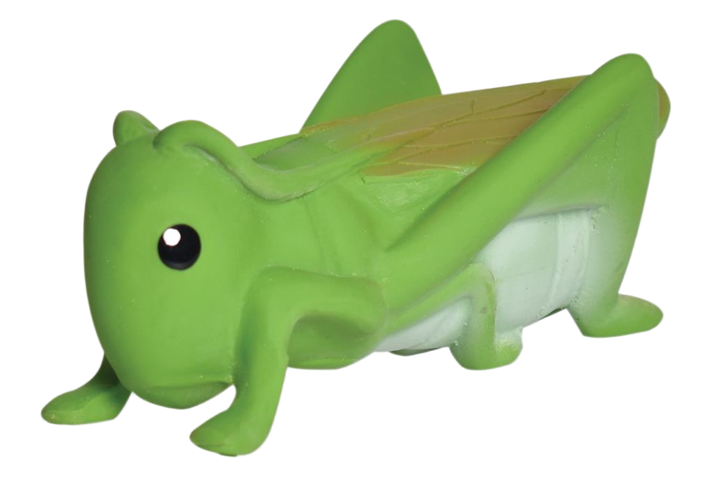 Mi primer insecto saltamontes