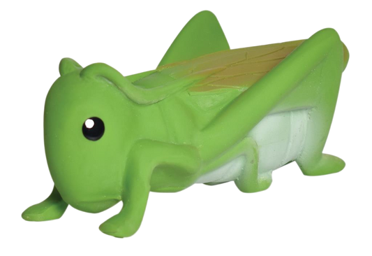 My First Grasshopper Insect