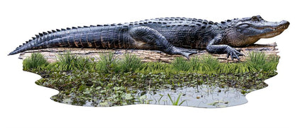 Puzzle Alligator