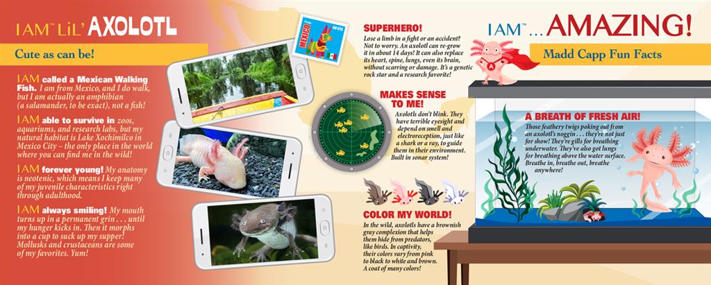 Rompecabezas del ajolote