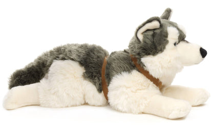 Husky de peluche, deitado (com coleira)