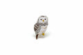 Patch Thermocollant Chouette