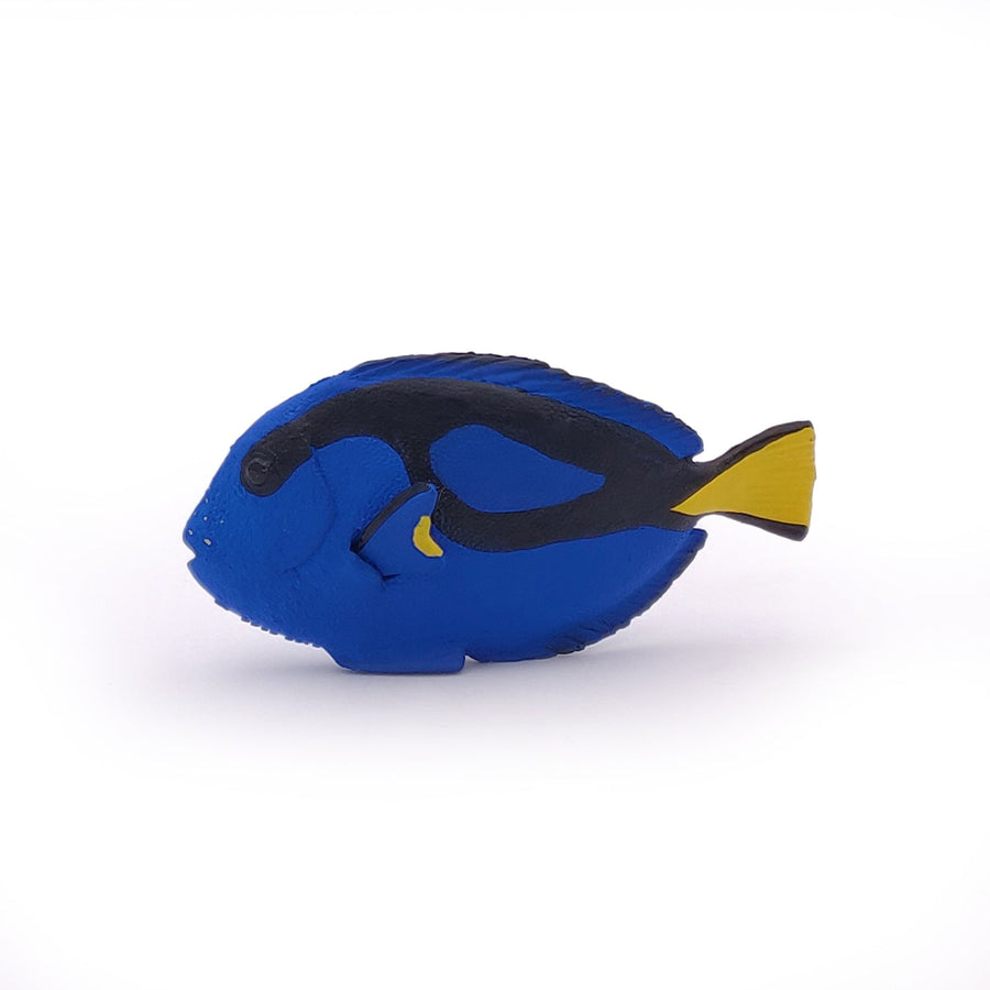 Poisson chirurgien