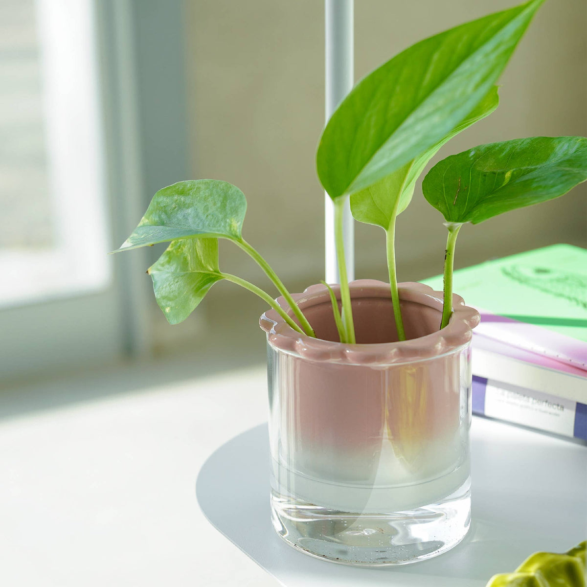 Vase Hydroponique Dalia Rose Helio Ferretti