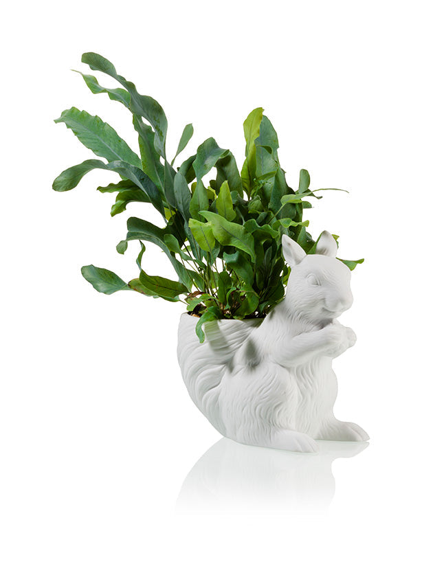 Pot de Fleur Écureuil