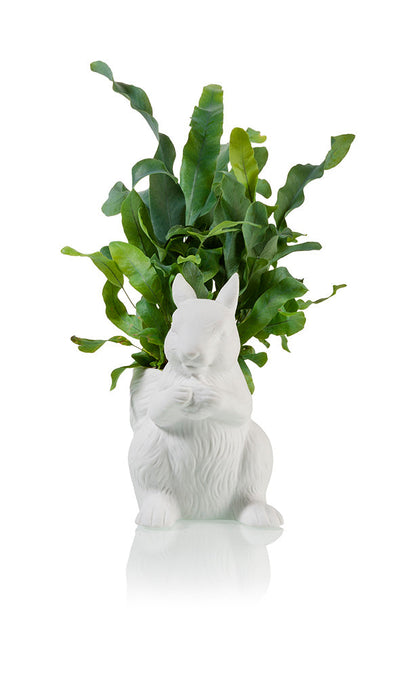 Pot de Fleur Écureuil