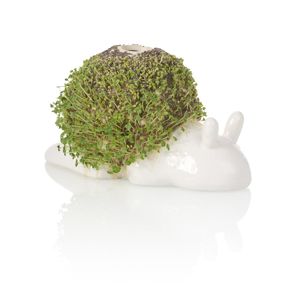 Planteur de Chia Escargot