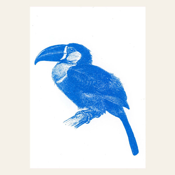 Cartolina Tucano Blu