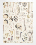 Osteologia de Torchon