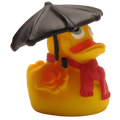 Canard Temps de Pluie