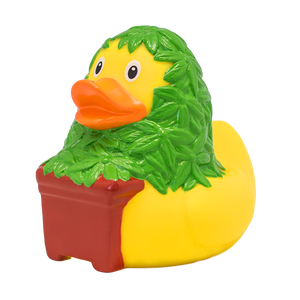 Pato de cannabis