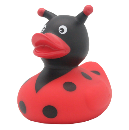 Canard Coccinelle