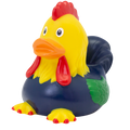 Gallo anatra
