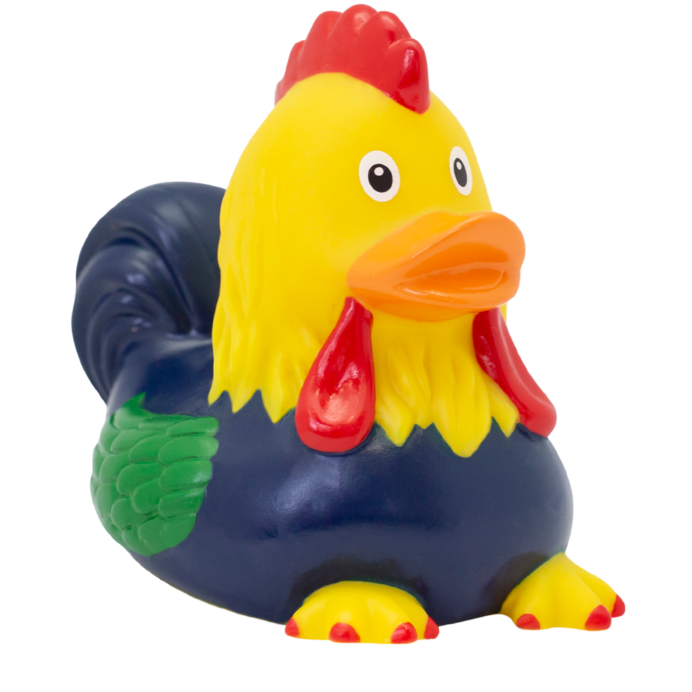 Gallo anatra