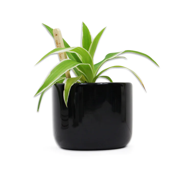 Cache-pot Jurassic Park