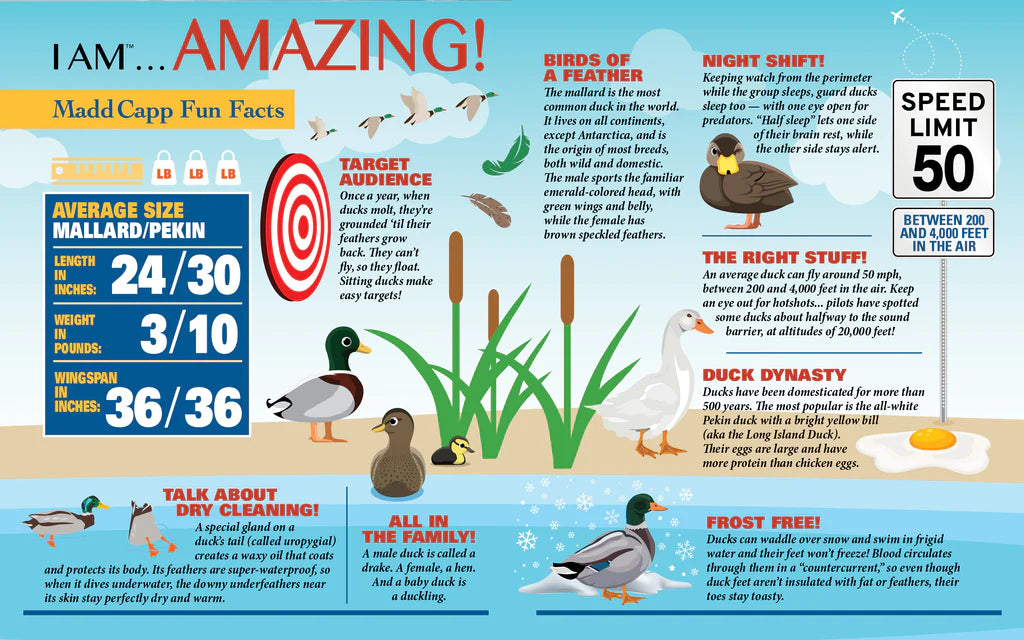 Soy un pequeño rompecabezas: flamenco rosa