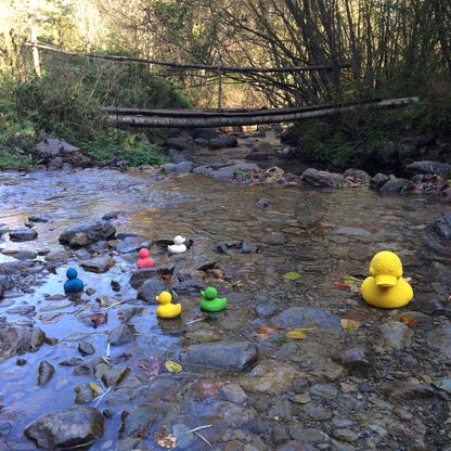 Elvis le canard blanc