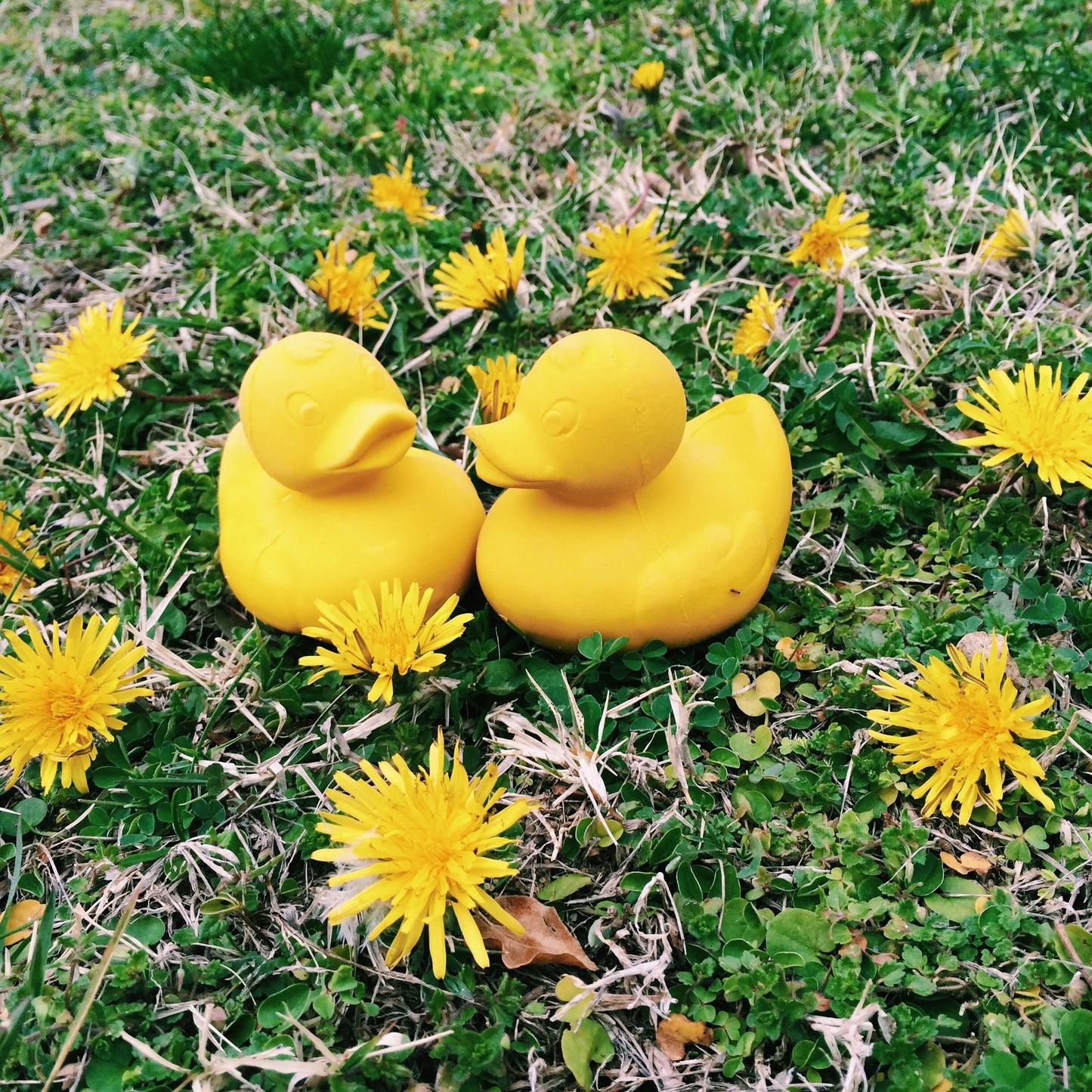 Elvis le canard jaune