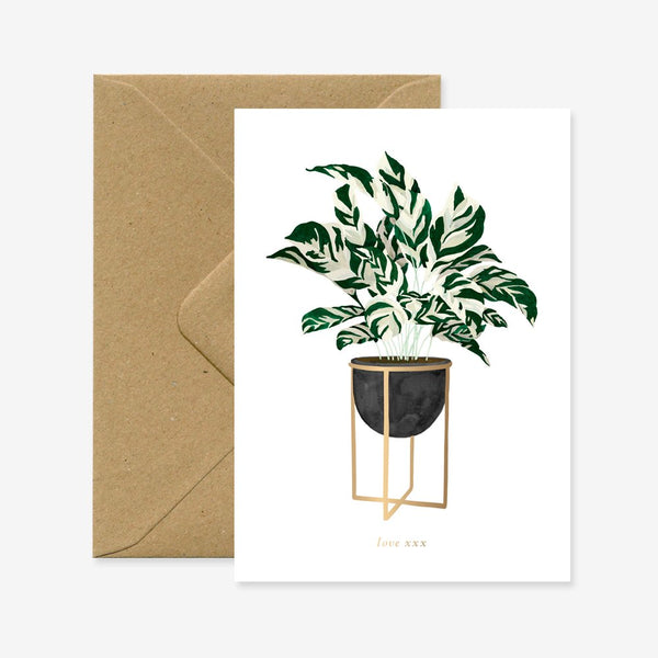 Calathea - Carte de voeux