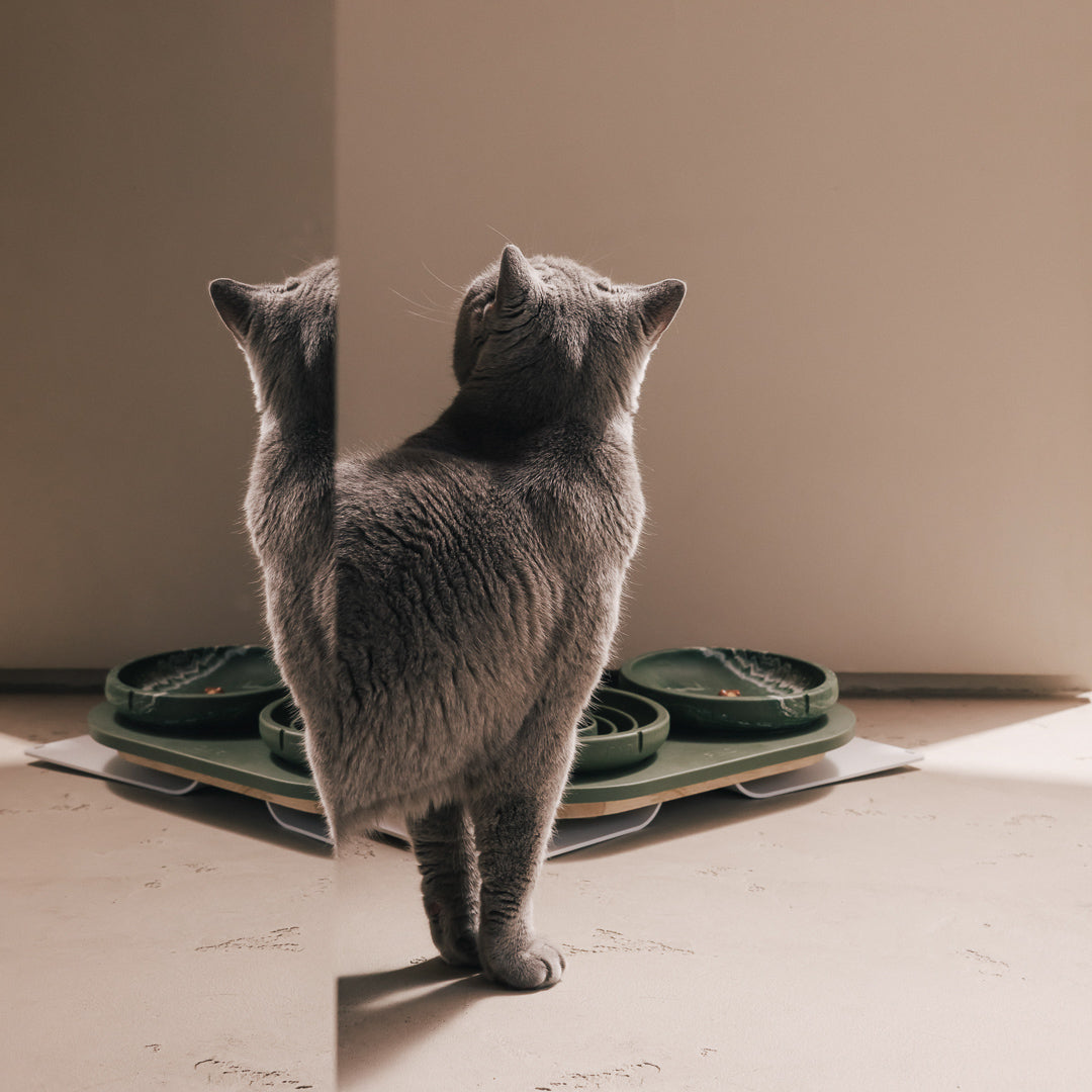 Coffret posture optimale pour chats – vue principale