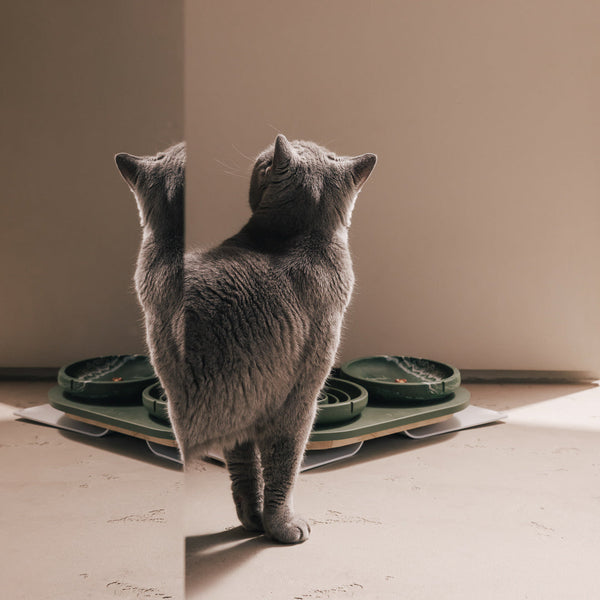 Set Perfect Posture per gatti – vista principale