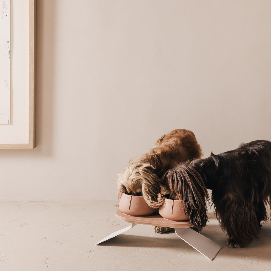 Set Perfect Posture per cani – vista prodotto 24