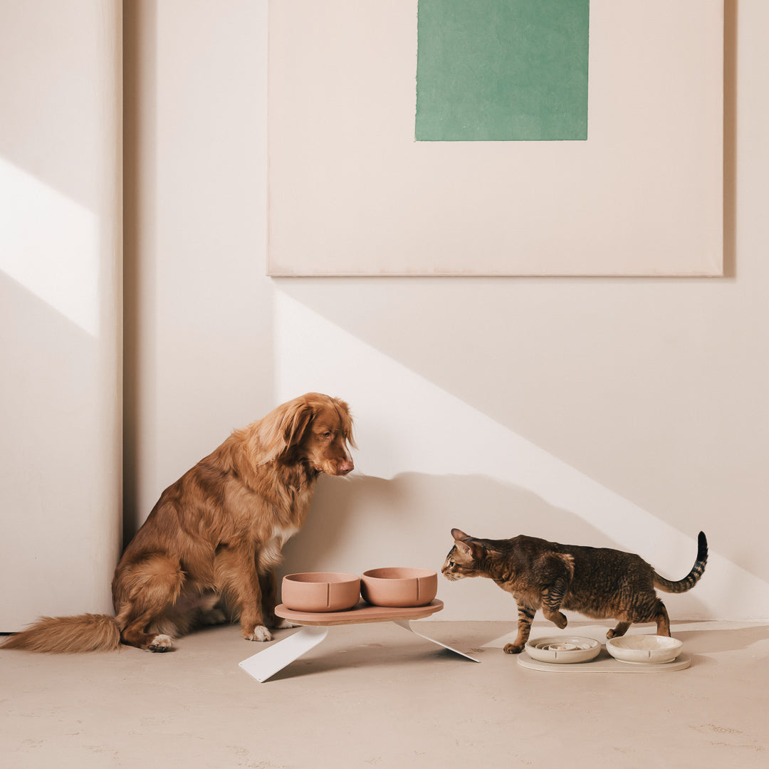 Anti-schrokvoerbak voor katten – productweergave 19