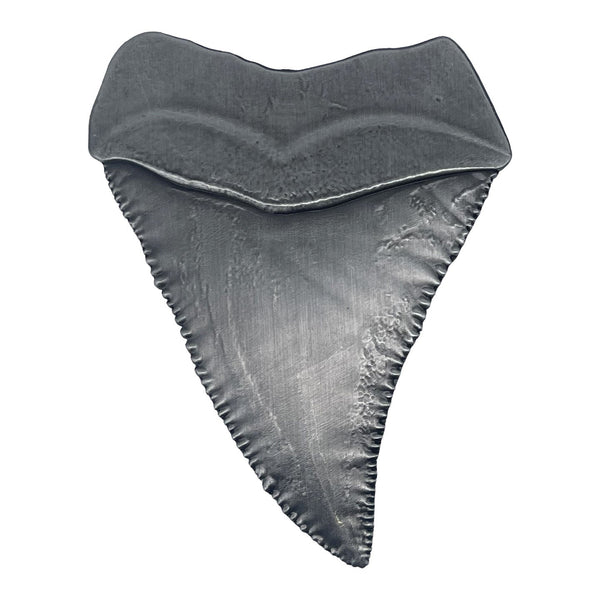 Médaillon collector Les Dents de la Mer - 50th Anniversary Shark Tooth