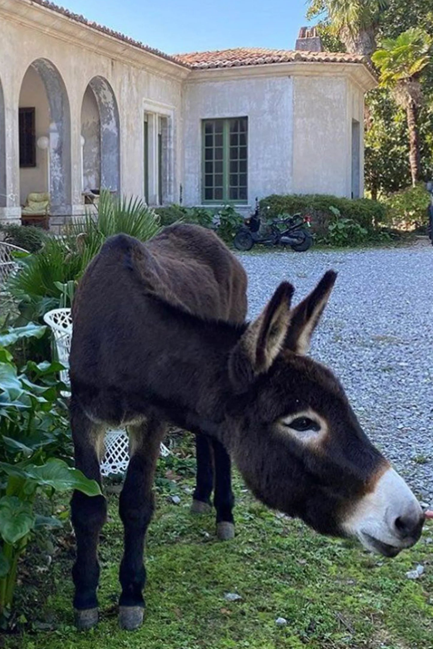 Woolable Rug Hector