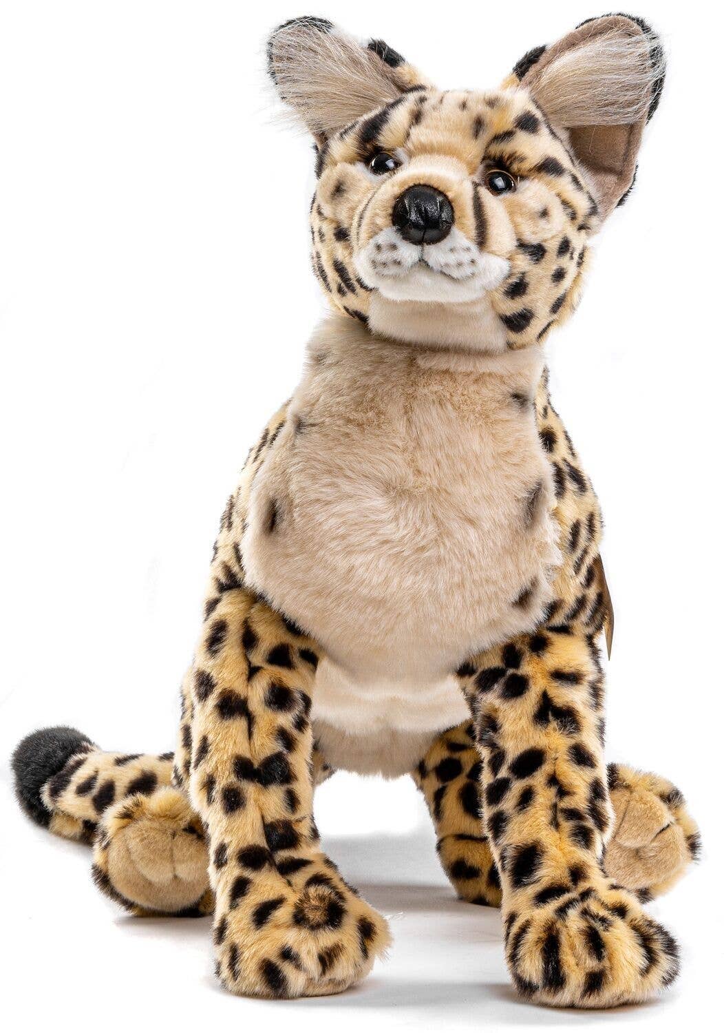 Plush Savannah Cat Lying Down