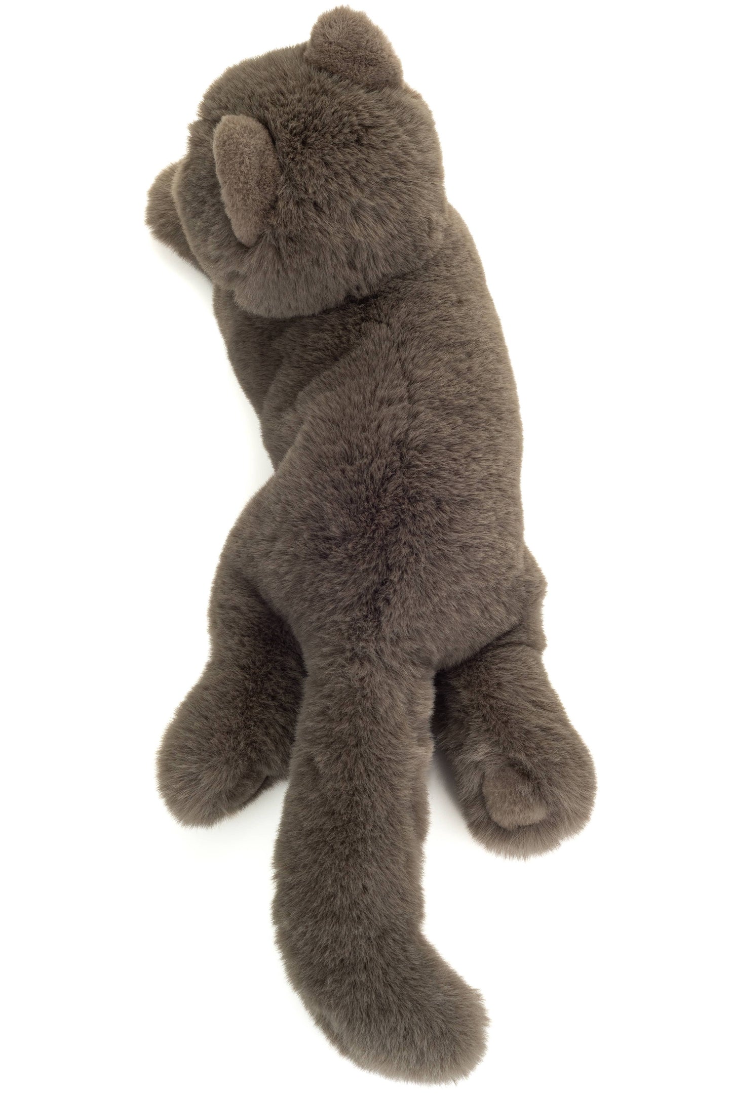 Plush Chartreux Cat lying down