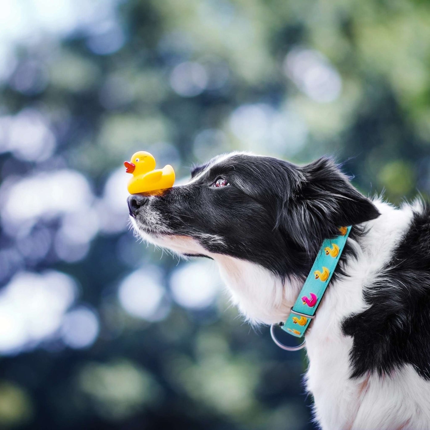 Smart ID Dog Collar - Ducks
