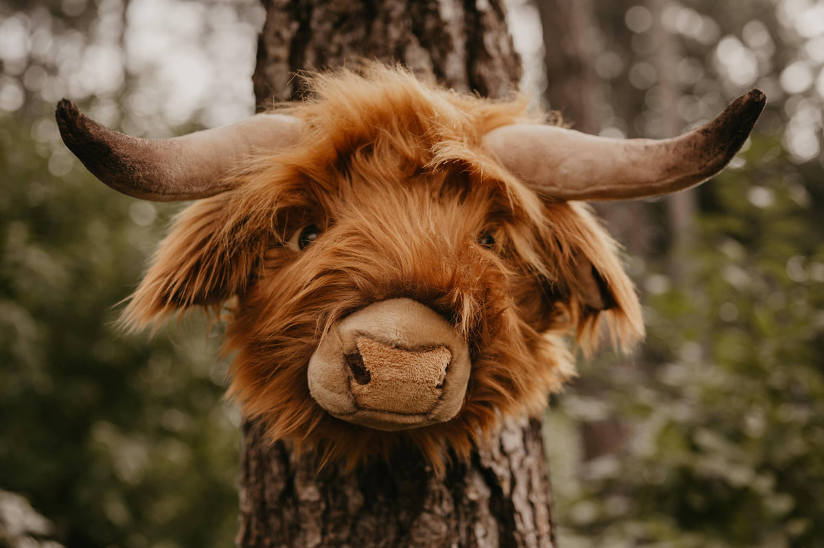 Nicolas the Highland Cow : Décoration Murale