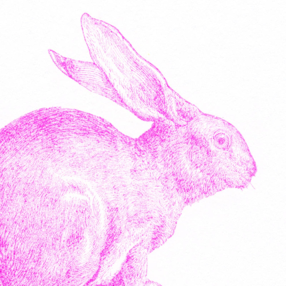 Rabbit Postcard