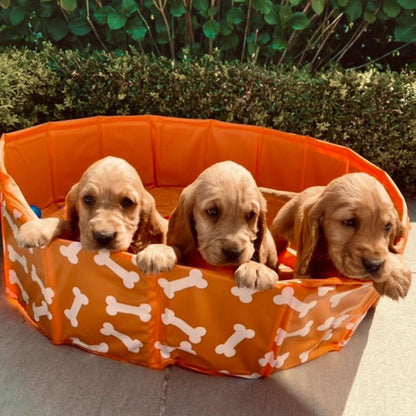 Dog Pool - Orange - Bonebash - Ø 80 cm