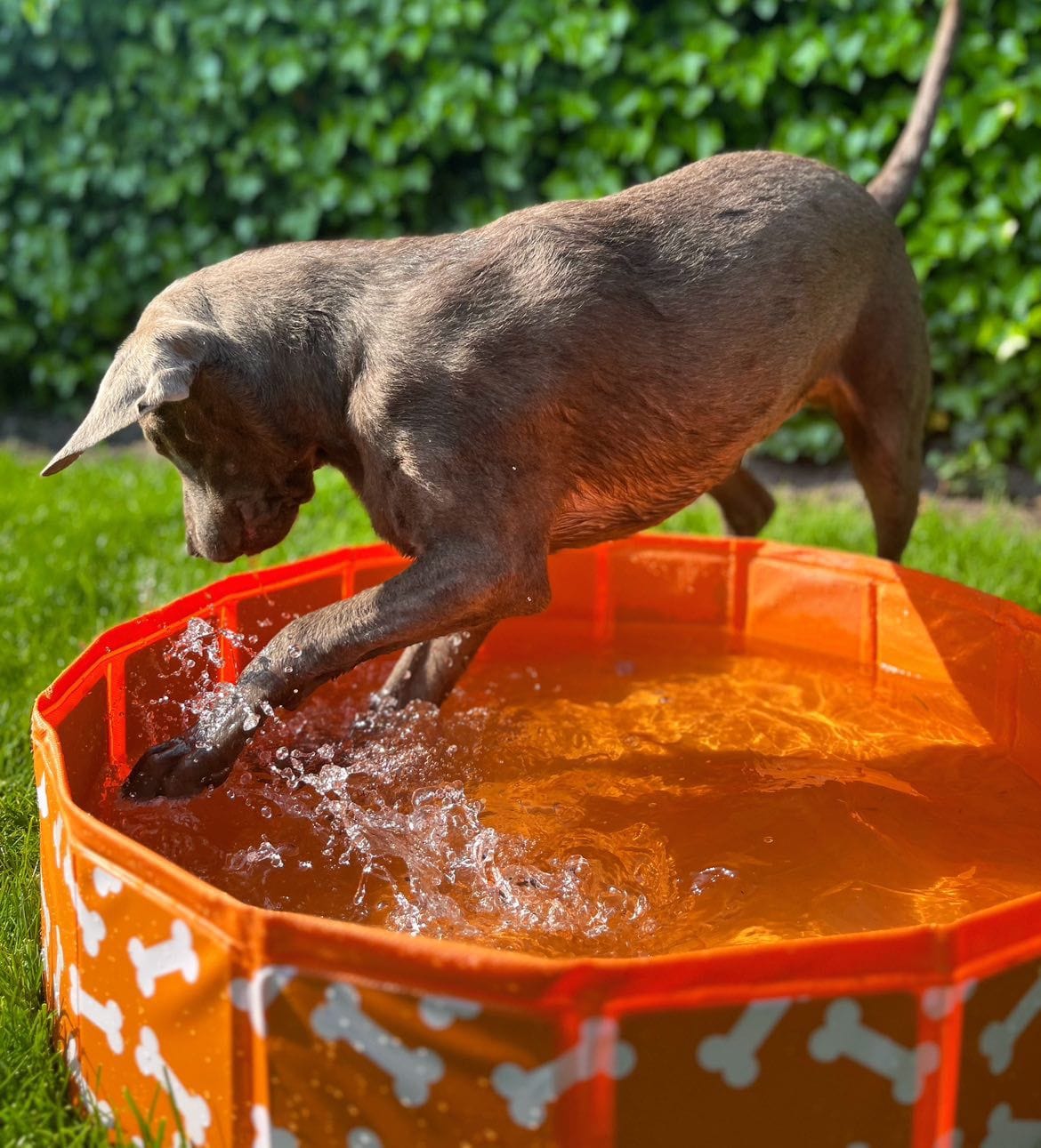 Dog Pool - Orange - Bonebash - Ø 80 cm