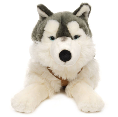 Husky de peluche, deitado (com coleira)