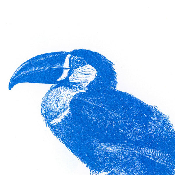 Cartolina Tucano Blu
