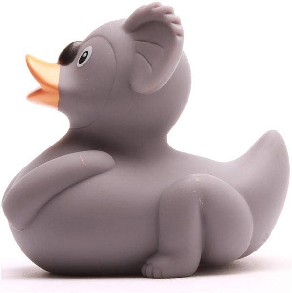 Canard koala