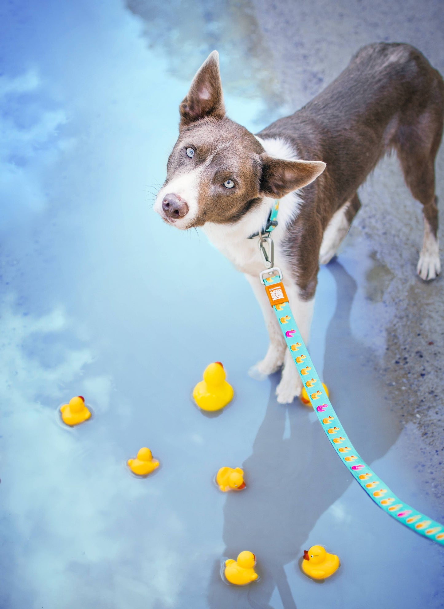 Short Leash – Ducks