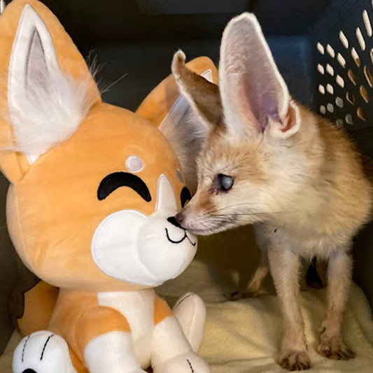 Fennec Plush 