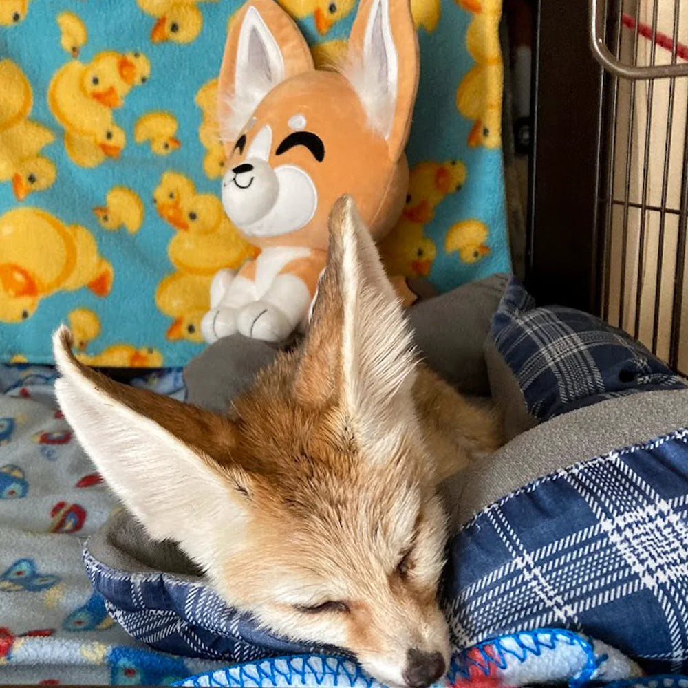 Fennec de peluche 