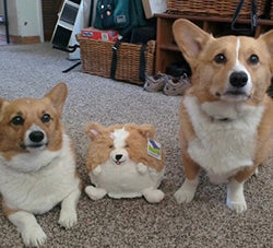 Mini Squishable Corgi