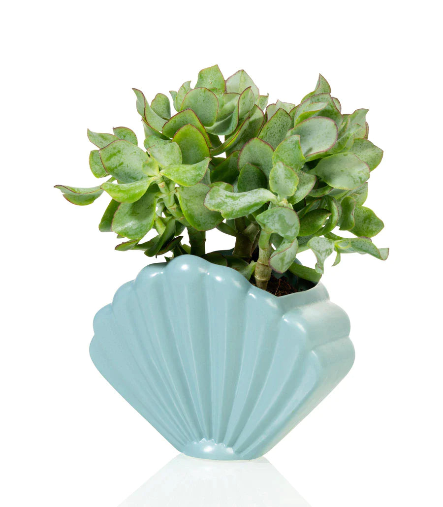 Pot de fleur Coquillage Bleu