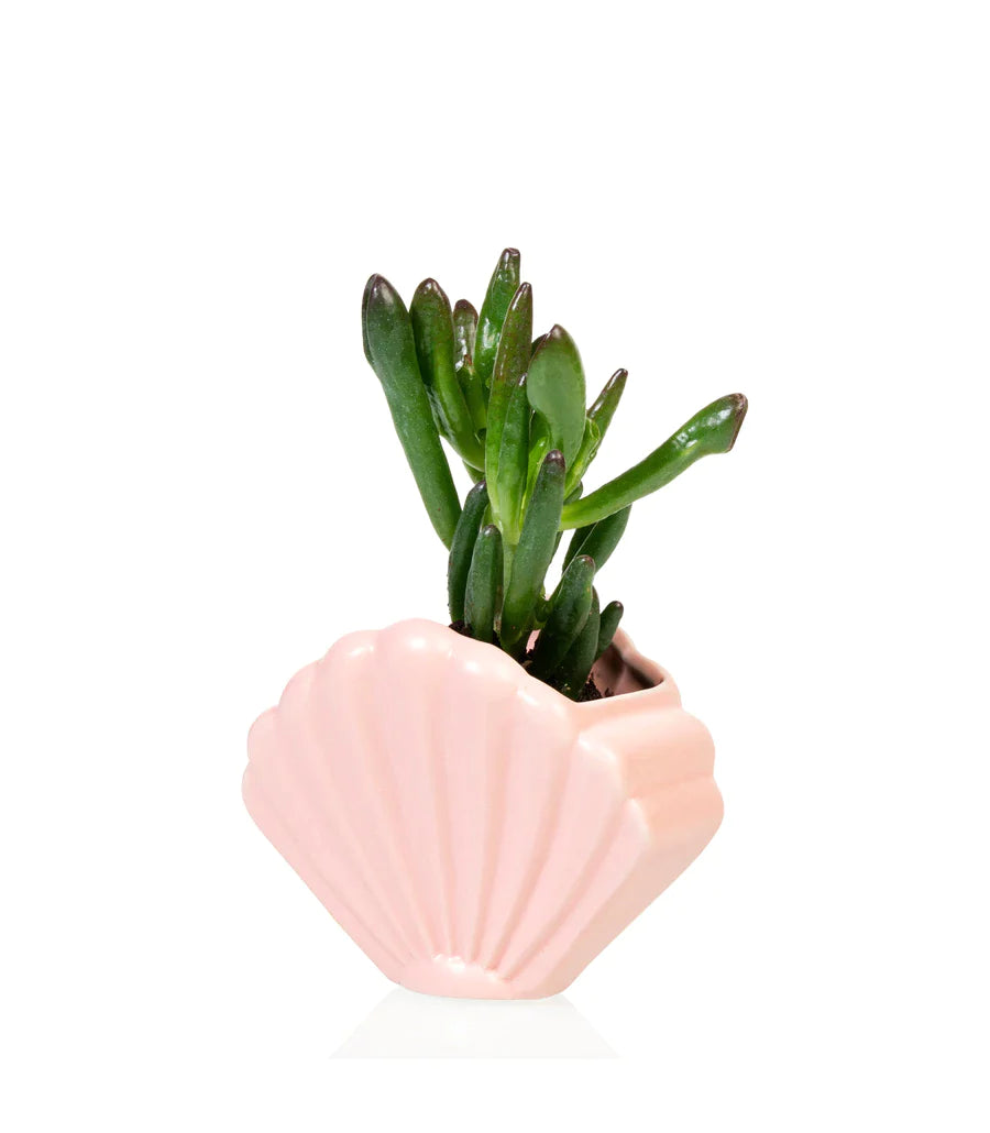 Pot de fleur Coquillage Rose